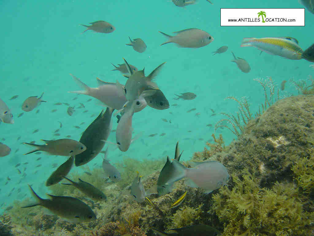 poissons